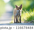 キタキツネ 116678484
