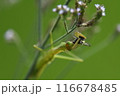 ハナバチの一種を捕まえたカマキリの幼虫 116678485