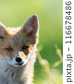 キタキツネ 116678486