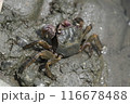 餌を探しているクロベンケイガニ 116678488