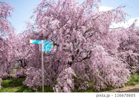 岩手県立美術館中央公園の枝垂桜 岩手県立美術館中央公園の枝垂桜 116678605