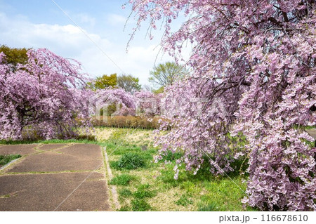 岩手県立美術館中央公園の枝垂桜 116678610