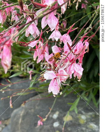 A Bee and Pink Flowers with green leaves and stones in the background. Close-up nature photography. Summertime floral concept for web, print and more design 116678617