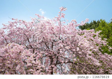 青空と枝垂桜 青空と枝垂桜 116678619