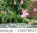 A Bee drinks nectar inside a Pink Flower with green leaves and stones in the background. Close-up nature photography. Floral concept for web, print and more design 116678623