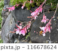 A Pink Flowers and Bee, who drinks nectar, with stones and green leaves in the background.Close-up nature photography. Summertime floral concept for web, print and more design 116678624