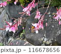 A Pink Flowers and Bee with Pollen, with stones and green leaves in the background.Close-up nature photography. Summertime floral concept for web, print and more design. 116678656