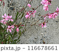 A Pink Flowers with Green Leaves and Bee in the Stones wall background. Close-up nature photography. Summertime floral concept for web, print and more design 116678661