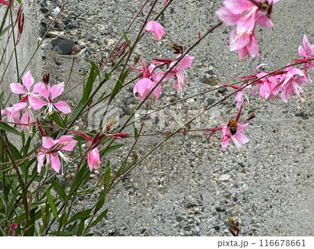 A Pink Flowers with Green Leaves and Bee in the Stones wall background. Close-up nature photography. Summertime floral concept for web, print and more design A Pink Flowers with Green Leaves and Bee in the Stones wall background. Close-up nature photography. Summertime floral concept for web, print and more design 116678661