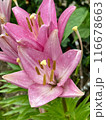 Pink lilies with raindrops on petals during rainy season in Japan. Close-up nature photography. Summertime floral concept for web, print and more design 116678663