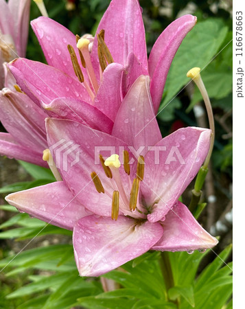 Pink lilies with raindrops on petals during rainy season in Japan. Close-up nature photography. Summertime floral concept for web, print and more design Pink lilies with raindrops on petals during rainy season in Japan. Close-up nature photography. Summertime floral concept for web, print and more design 116678663