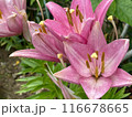 Pink lilies with raindrops on petals during rainy season. Close-up nature photography. Summertime floral concept for web, print and more design 116678665
