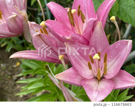 Pink lilies with raindrops on petals during rainy season. Close-up nature photography. Summertime floral concept for web, print and more design Pink lilies with raindrops on petals during rainy season. Close-up nature photography. Summertime floral concept for web, print and more design 116678665