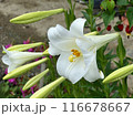 White Lilies with Raindrops on petals during rainy season in garden. Close-up nature photography. Summertime floral concept for web, print and more design 116678667