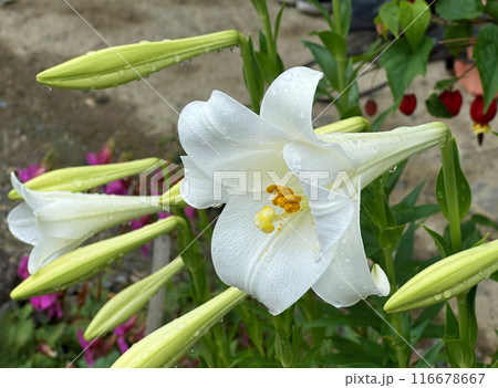 White Lilies with Raindrops on petals during rainy season in garden. Close-up nature photography. Summertime floral concept for web, print and more design White Lilies with Raindrops on petals during rainy season in garden. Close-up nature photography. Summertime floral concept for web, print and more design 116678667