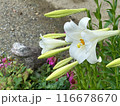 White Lilies with Raindrops on petals during rainy season with garden stones in the background. Close-up nature photography. Floral concept for web, print and more design 116678670
