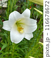 Single White Lilie with Raindrops on Petals during rainy season with green leaves in the background. Close-up nature photography. Floral concept for web, print and more design 116678672