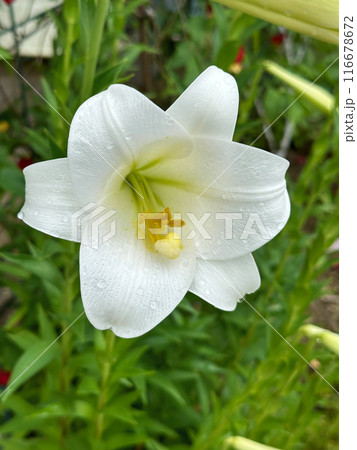 Single White Lilie with Raindrops on Petals during rainy season with green leaves in the background. Close-up nature photography. Floral concept for web, print and more design 116678672