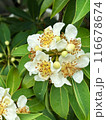 White inflorescence of flowers of a tropical tree with round fruits on a background of green leaves with raindrops.  Close-up nature photography. Floral concept for web, print and more design 116678674