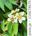 White Flowers of a tropical tree with round fruits on a background of green leaves during rainy season.  Close-up nature photography. Floral concept for web, print and more design 116678676