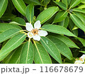 White Flower of a tropical tree on a background of green leaves with raindrops during rainy season.  Close-up nature photography. Floral concept for web, print and more design 116678679