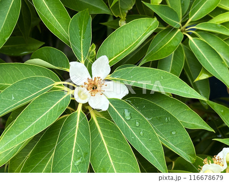 White Flower of a tropical tree on a background of green leaves with raindrops during rainy season. Close-up nature photography. Floral concept for web, print and more design White Flower of a tropical tree on a background of green leaves with raindrops during rainy season. Close-up nature photography. Floral concept for web, print and more design 116678679