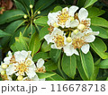 White flowers of a tropical tree with round fruits on a background of green leaves during rainy season.  Close-up nature photography. Floral concept for web, print and more design 116678718