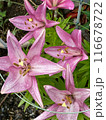 Pink lilies with raindrops on petals during rainy season. Close-up nature photography. Floral concept for web, print and more design 116678722