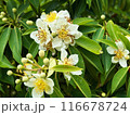 White flowers of a tropical tree with many round fruits on a background of green leaves with raindrops. Close-up nature photography. Floral concept for web, print and more design 116678724