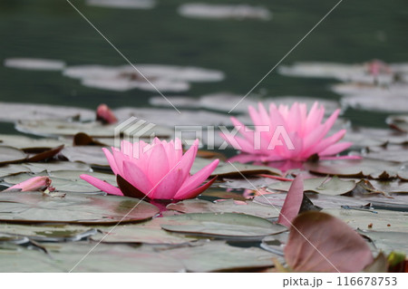 仲良さそうに咲く二輪のスイレン 116678753