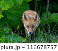 キタキツネ 116678757