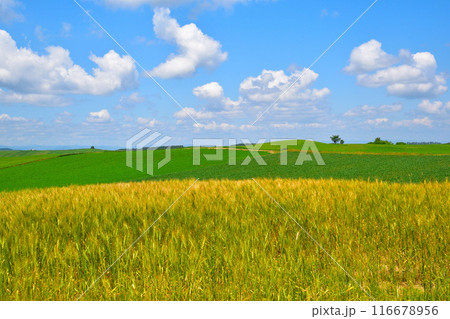 夏 美瑛町 麦畑の丘 夏 美瑛町 麦畑の丘 116678956