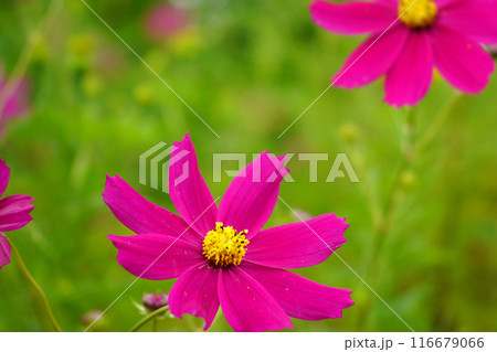 Fresh Blomming Cosmos Flower in North Bengal offbeat Village Fresh Blomming Cosmos Flower in North Bengal offbeat Village 116679066
