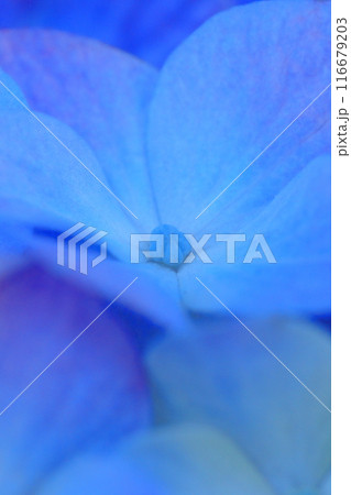 青い紫陽花の花 青い紫陽花の花 116679203
