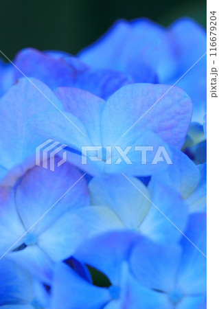 青い紫陽花 青い紫陽花 116679204