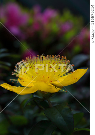 黄色いセイヨウキンシバイの花 116679214