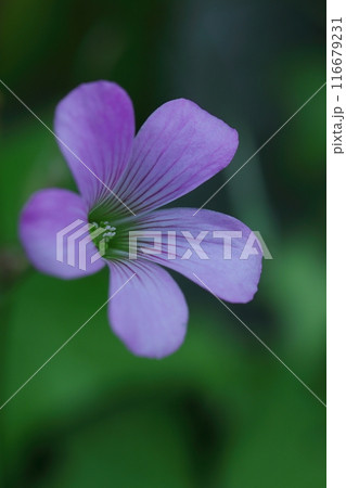 野に咲くムラサキカタバミ 116679231