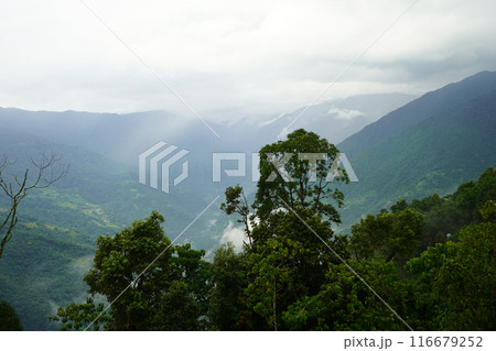 Green forest at East Sikkim Mountain Range Green forest at East Sikkim Mountain Range 116679252