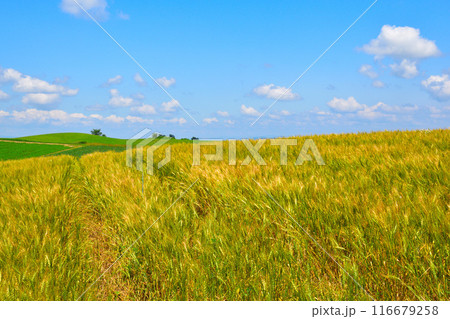 夏 美瑛町 麦畑の丘 夏 美瑛町 麦畑の丘 116679258