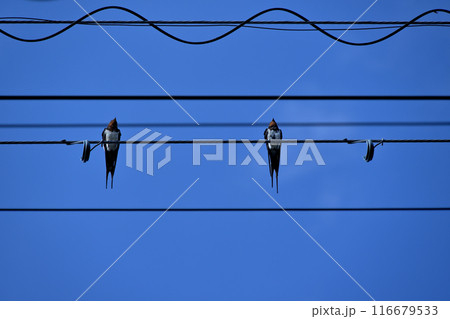 電線に止まるツバメ 電線に止まるツバメ 116679533