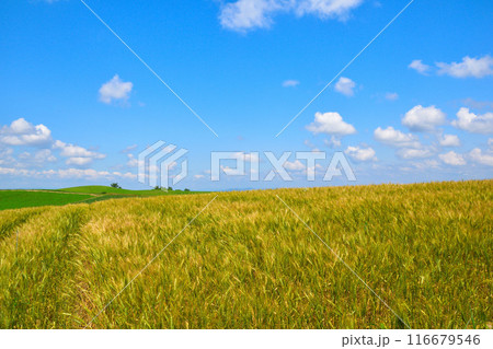 夏 美瑛町 麦畑の丘 夏 美瑛町 麦畑の丘 116679546