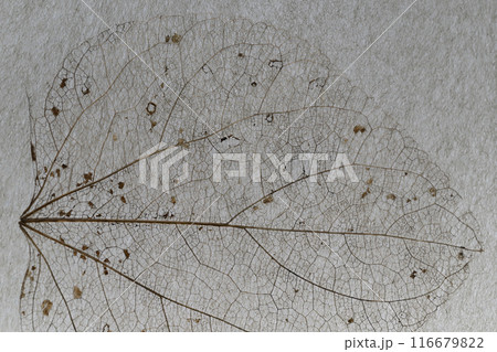 落ち葉の葉脈【背景素材】 116679822