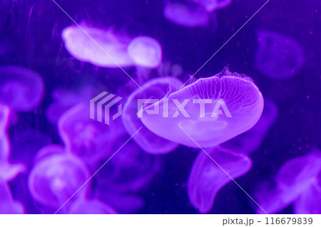 jellyfish in the tank, focus selective jellyfish in the tank, focus selective 116679839