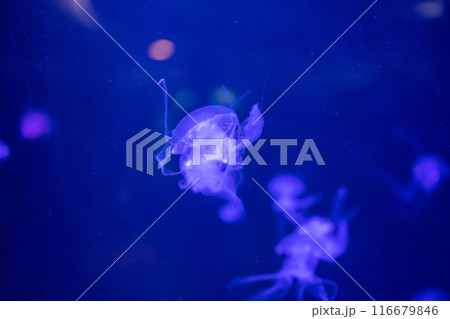 jellyfish in the tank, focus selective jellyfish in the tank, focus selective 116679846