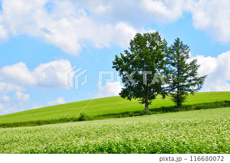 夏　美瑛の丘 116680072