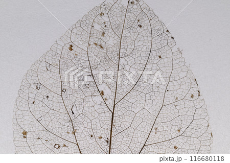 落ち葉の葉脈【背景素材】 116680118