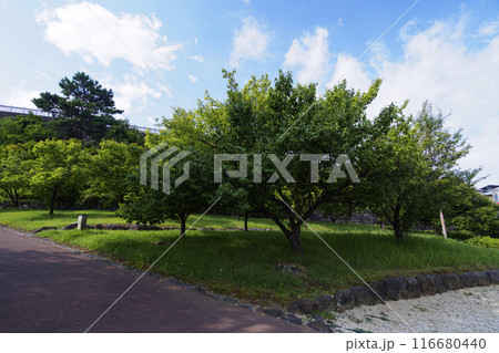 夏の山梨県甲府市の舞鶴城公園 116680440