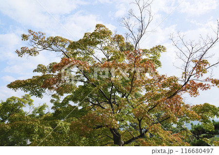 夏の山梨県甲府市の舞鶴城公園 夏の山梨県甲府市の舞鶴城公園 116680497
