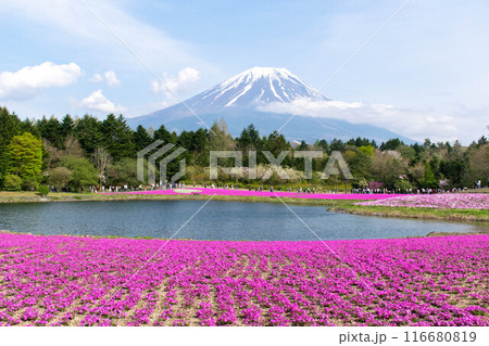 富士芝桜まつり2024 富士芝桜まつり2024 116680819