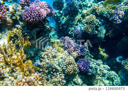 Coral reef in the Red sea in Ras Mohammed national park. Sinai peninsula in Egypt Coral reef in the Red sea in Ras Mohammed national park. Sinai peninsula in Egypt 116680973